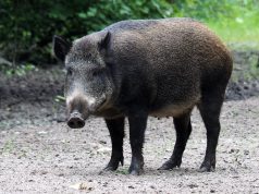 Tusze dzików dla służby zdrowia. Akcja „Dziczyzna dla medyka” w Lęborku Dzik