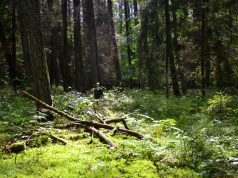 Lasy Państwowe wprowadzają zakaz wstępu do lasów w całej Polsce W związku z koronawirusem Lasy Państwowe wprowadzają tymczasowy zakaz wstępu do lasów - poinformowało Ministerstwo środowiska.