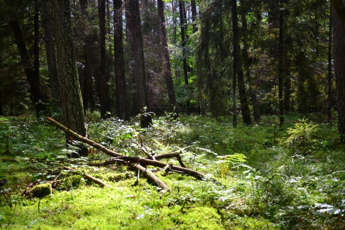 W związku z koronawirusem Lasy Państwowe wprowadzają tymczasowy zakaz wstępu do lasów - poinformowało Ministerstwo środowiska.