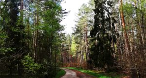 Jak się okazało koronawirus może być powodem wprowadzenia tymczasowego zakazu wstępu do lasu