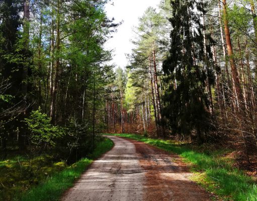 Można stać w kolejce pod sklepem, ale od lasu wara? Jest petycja o wycofanie leśnej blokady Jak się okazało koronawirus może być powodem wprowadzenia tymczasowego zakazu wstępu do lasu