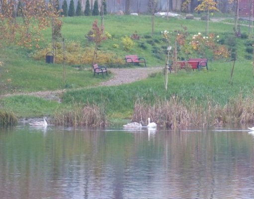 Stawek „Morskie Oko” w Lęborku ma nowych skrzydlatych lokatorów