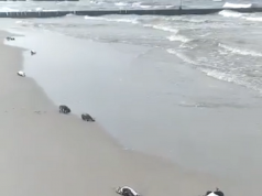 Morze wyrzuciło na brzeg dziesiątki martwych ptaków w Łebie
