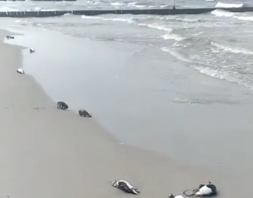 Morze wyrzuciło na brzeg dziesiątki martwych ptaków w Łebie