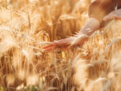 Zaproszenie na XXIV Dożynki Powiatu Lęborskiego