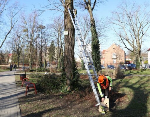 Lębork dba o ptasie rodziny: Nowe budki lęgowe i ochrona kasztanowców