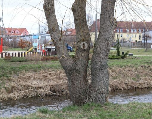 Lębork chroni drzewa przed bobrami: Siatki ochronne wzdłuż rzek