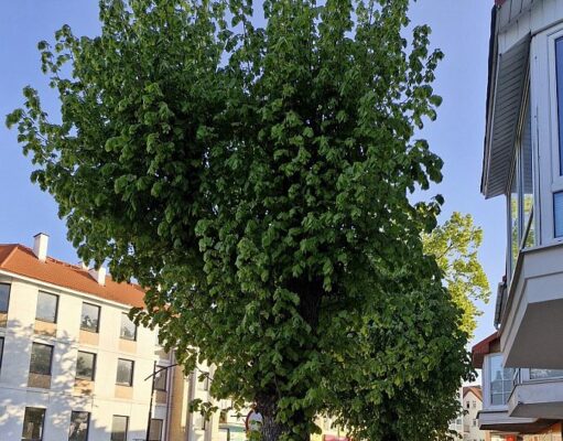 Odbetonowanie w Lęborku: Pomnik przyrody na Staromiejskiej odetchnie