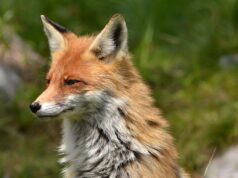 Zalecenia dotyczące obecności lisów w Lęborku