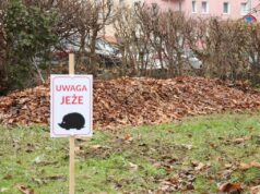 Liście zostają w Parku Michalskiego. Miasto dba o bezpieczny sen jeży