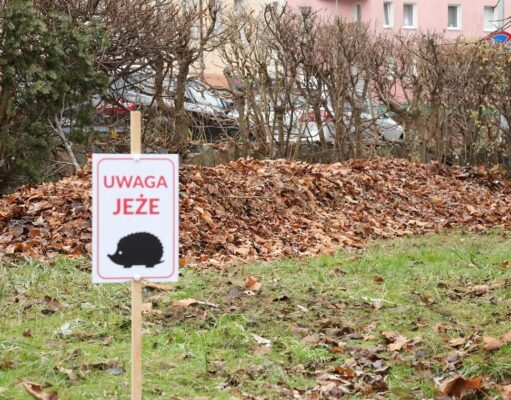 Liście zostają w Parku Michalskiego. Miasto dba o bezpieczny sen jeży