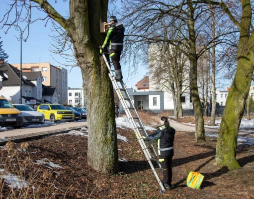 Ptasia wiosna w Lęborku. Miasto przygotowało setki miejsc lęgowych w parkach