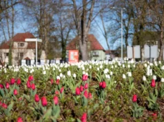 Tulipanowe Rondo Solidarności w biało-czerwonej odsłonie