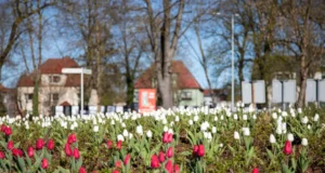 Tulipanowe Rondo Solidarności w biało-czerwonej odsłonie