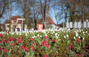 Tulipanowe Rondo Solidarności w biało-czerwonej odsłonie