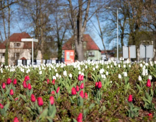 Tulipanowe Rondo Solidarności w biało-czerwonej odsłonie Tulipanowe Rondo Solidarności w biało-czerwonej odsłonie