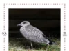 Nie każdy młody ptak potrzebuje pomocy. Trwa czas podlotów