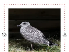 Nie każdy młody ptak potrzebuje pomocy. Trwa czas podlotów Nie każdy młody ptak potrzebuje pomocy. Trwa czas podlotów