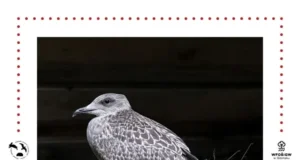 Nie każdy młody ptak potrzebuje pomocy. Trwa czas podlotów
