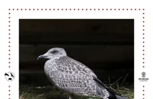 Nie każdy młody ptak potrzebuje pomocy. Trwa czas podlotów Nie każdy młody ptak potrzebuje pomocy. Trwa czas podlotów