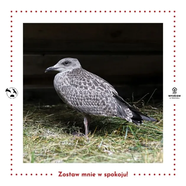 Nie każdy młody ptak potrzebuje pomocy. Trwa czas podlotów.jpg Nie każdy młody ptak potrzebuje pomocy. Trwa czas podlotów