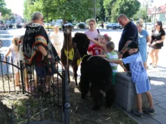 Alpaki i lama odwiedziły Lębork. Niezwykłe spotkanie w Letniej Czytelni Alpaki zachwyciły uczestników Letniej Czytelni