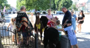 Alpaki i lama odwiedziły Lębork. Niezwykłe spotkanie w Letniej Czytelni Alpaki zachwyciły uczestników Letniej Czytelni