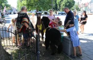 Alpaki i lama odwiedziły Lębork. Niezwykłe spotkanie w Letniej Czytelni Alpaki zachwyciły uczestników Letniej Czytelni