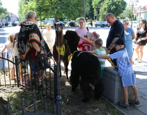 Alpaki i lama odwiedziły Lębork. Niezwykłe spotkanie w Letniej Czytelni Alpaki zachwyciły uczestników Letniej Czytelni