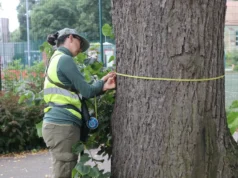 Eksperci sprawdzają stan lip na Placu Piastowskim w Lęborku Bezpieczeństwo przede wszystkim. Eksperci sprawdzają stan lip na Placu Piastowskim