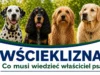 Szczepienia przeciwko wściekliźnie w Lęborku. Powiatowy Lekarz Weterynarii przypomina o obowiązkach właścicieli zwierząt Szczepienia przeciwko wściekliźnie – ważna informacja dla właścicieli zwierząt