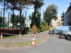 Lipy na Placu Piastowskim przejdą szczegółowe badania stabilności Liny, czujniki i symulowany wiatr. Sprawdzają lipy na Placu Piastowskim