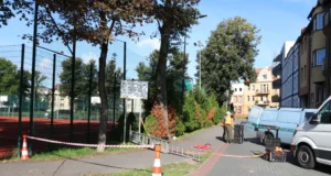Lipy na Placu Piastowskim przejdą szczegółowe badania stabilności Liny, czujniki i symulowany wiatr. Sprawdzają lipy na Placu Piastowskim