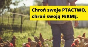 Zalecenia dla hodowców drobiu w powiecie w związku z ryzykiem ptasiej grypy Zalecenia dla hodowców drobiu w powiecie w związku z ryzykiem ptasiej grypy