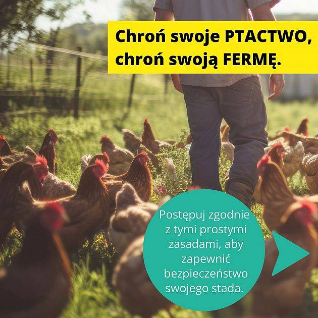 Zalecenia dla hodowców drobiu w powiecie w związku z ryzykiem ptasiej grypy Zalecenia dla hodowców drobiu w powiecie w związku z ryzykiem ptasiej grypy