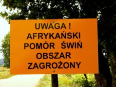 Część powiatu lęborskiego objęta obszarem zagrożonym afrykańskim pomorem świń