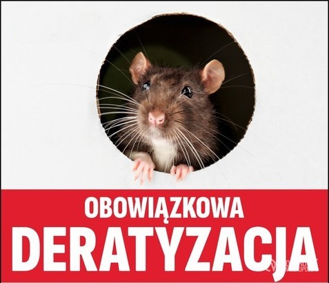 W Lęborku rusza obowiązkowa deratyzacja